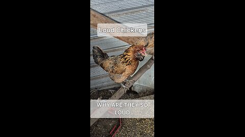Chickens & Their Choir