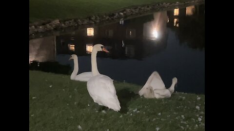 13. A Magical ✨ Video of a Peaceful Night ♥️ @ Swan 🦢 Lake.