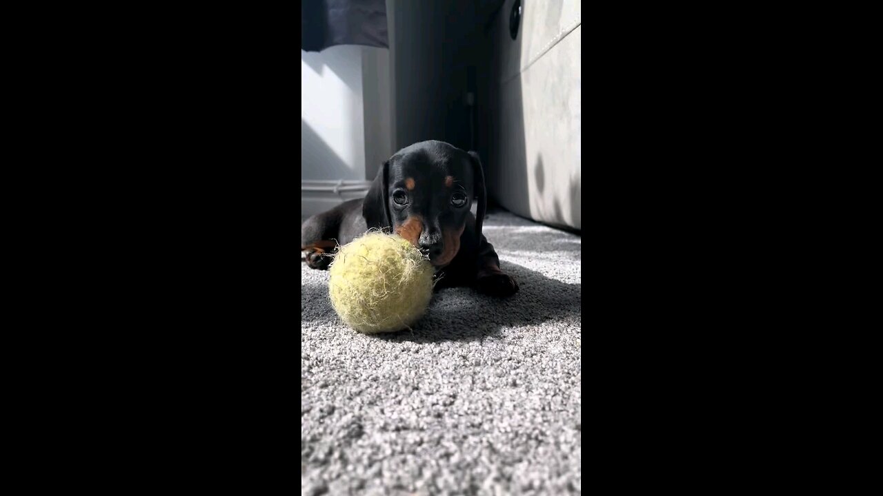 dog please like