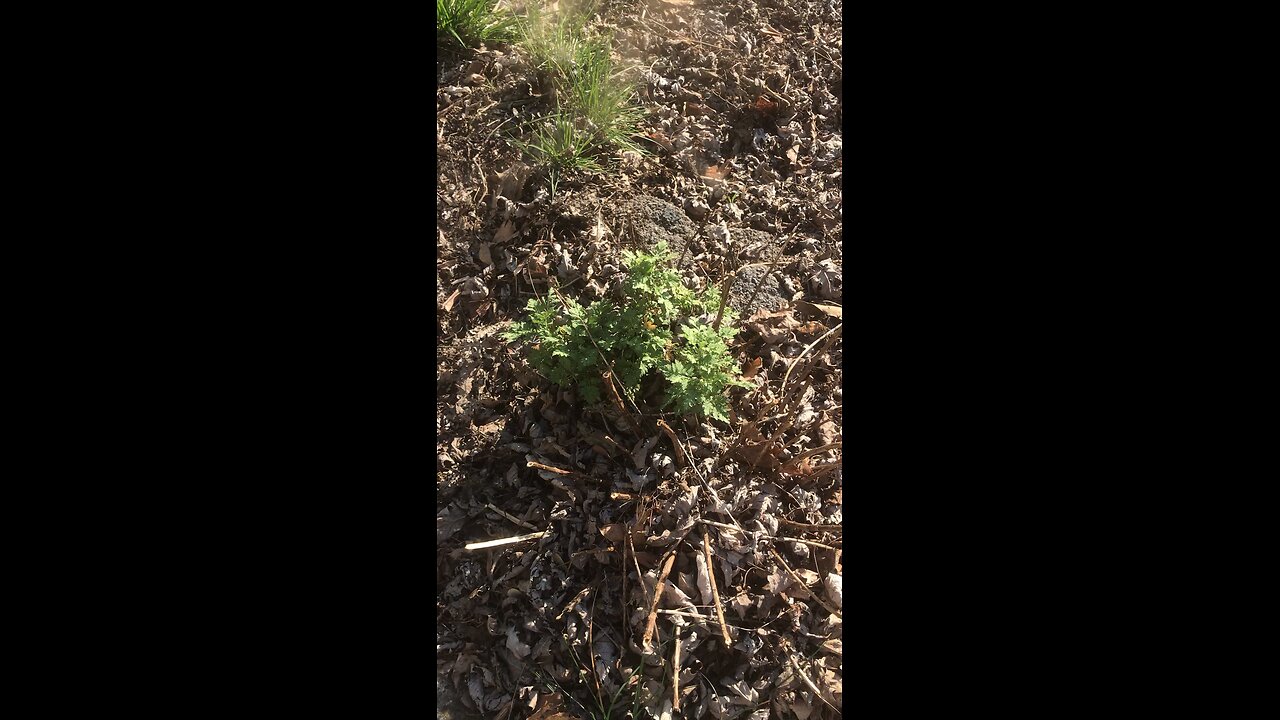 Feverfew herb