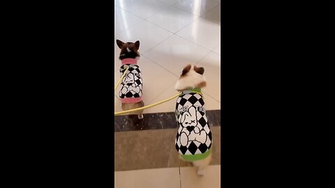 Crossbody P-leash #corgi #dog #mypet