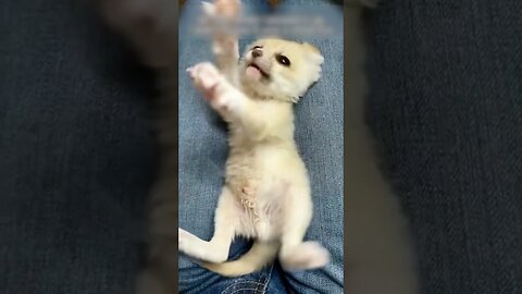 The woman thought she found the kitten but it turned out