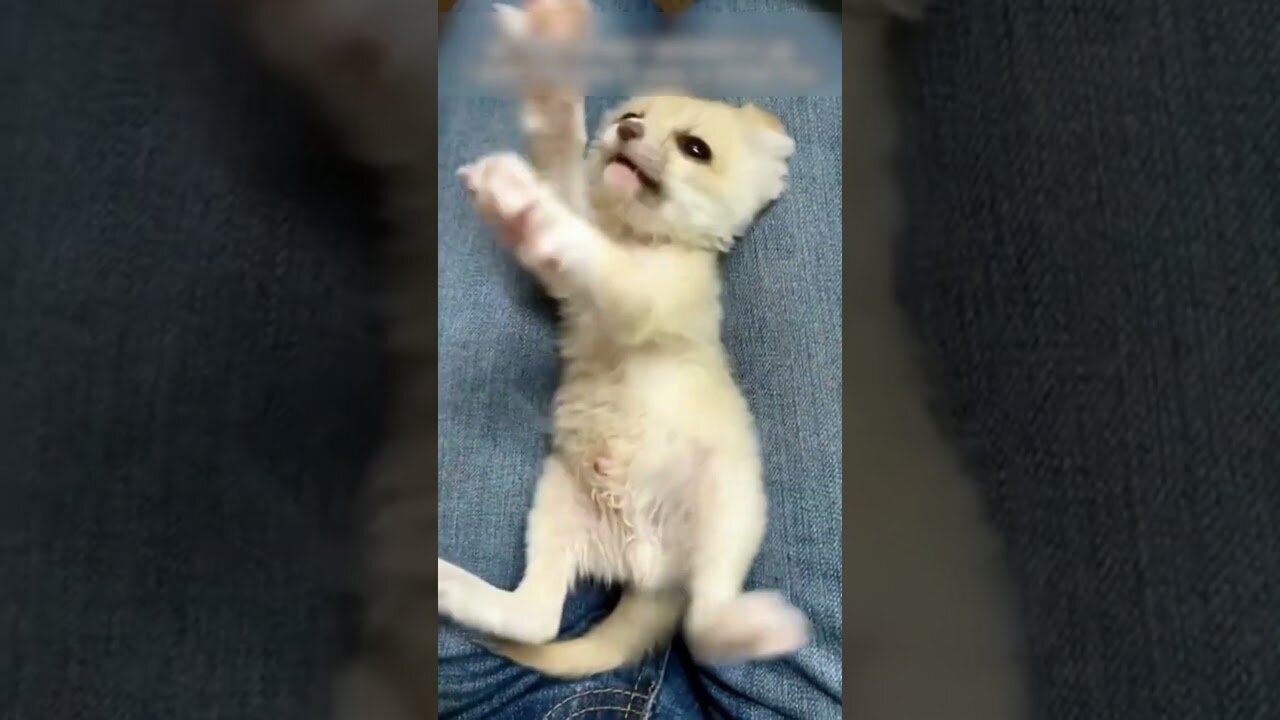 The woman thought she found the kitten but it turned out