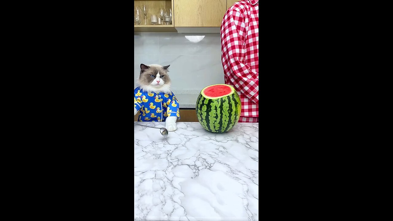 Respect Cats🐱