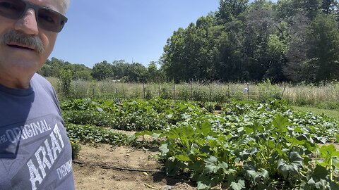 Rotten tomato 🍅 target shooting!