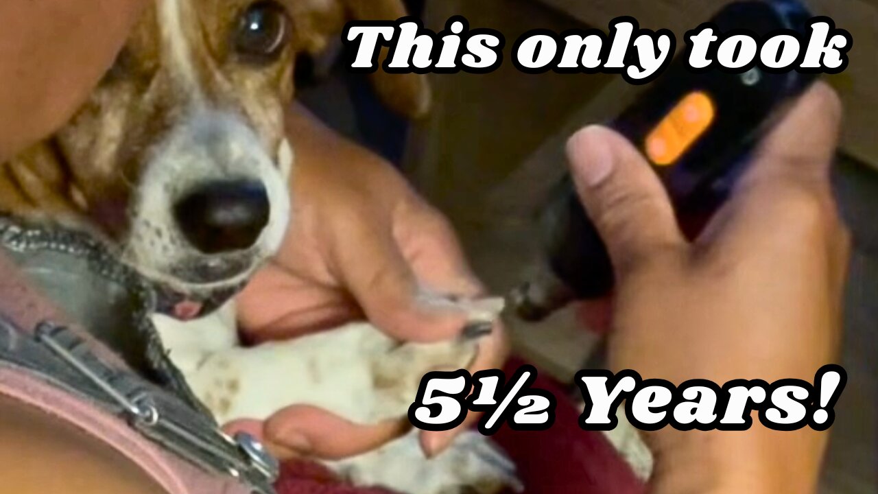 It Took Me 5½ Years to Trim My Dog’s Nails Alone!