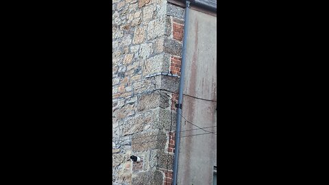 End of terrace anomalies on Trenheer Road