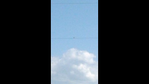 bird chirping