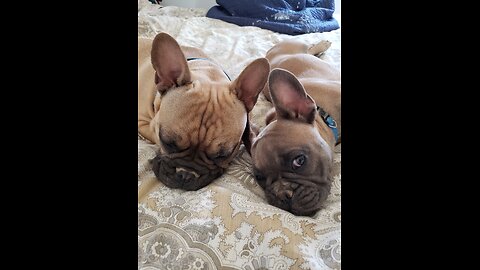 My 2 Frenchies