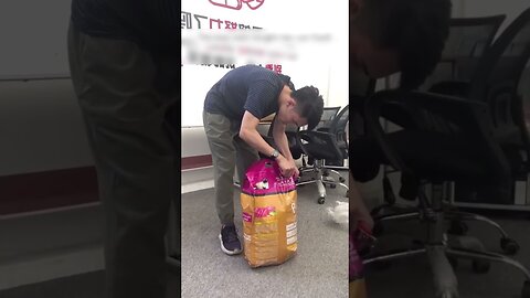 The office workers saved the cat from the roof and she became their talisman and lives in the office