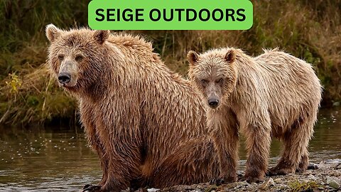 Katmai National Park Bear Feeding Live Stream!