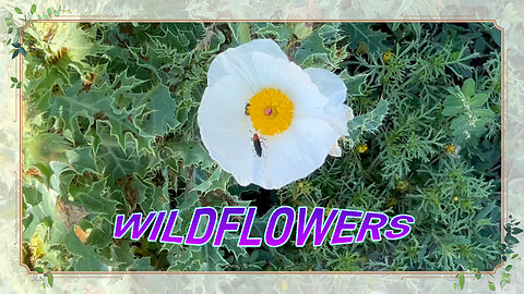 Wildflowers