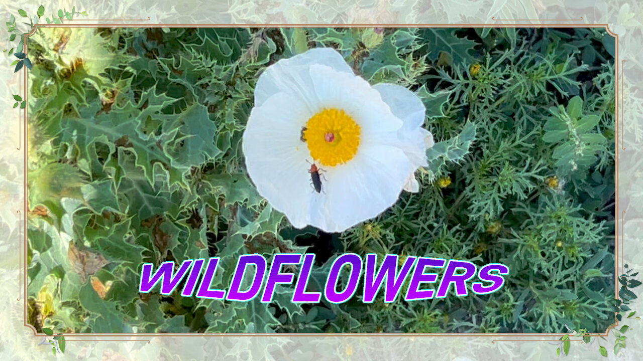 Wildflowers