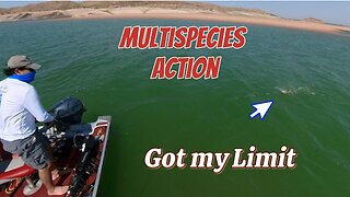 Multispecies fishing Walleye, White Bass, Black Bass, Small Mouth Bass- Spoonplugging