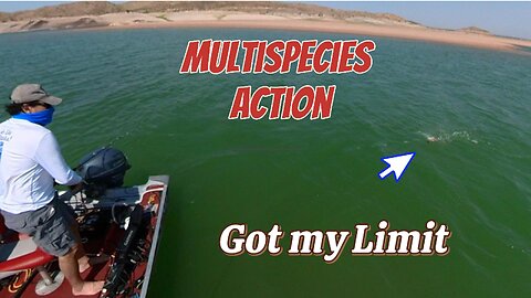 Multispecies fishing Walleye, White Bass, Black Bass, Small Mouth Bass- Spoonplugging
