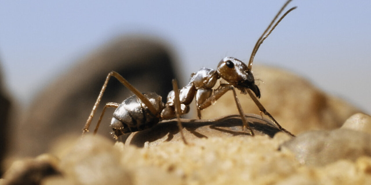 Was It Designed? Nature’s Energy Management