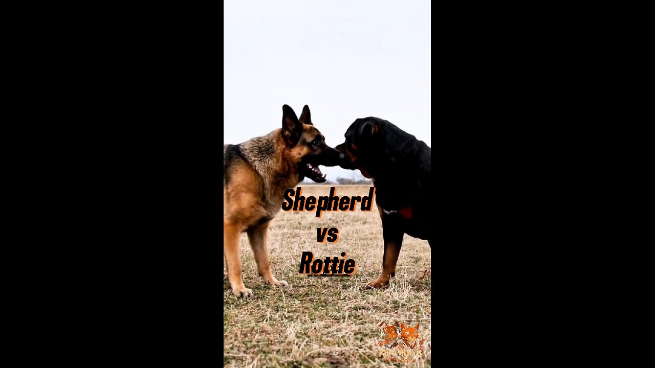 German Shepherd 🐕 vs Rottweiler 💪 | Who Would Win?