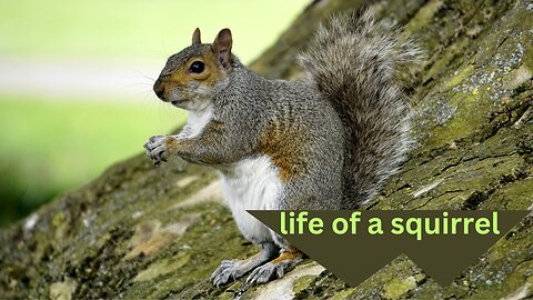 Squirrel: The Jungle's Nimble Survivor