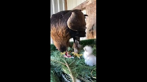 Nature’s Harsh Reality: Eagle Feeds Weak Chick to Stronger Sibling