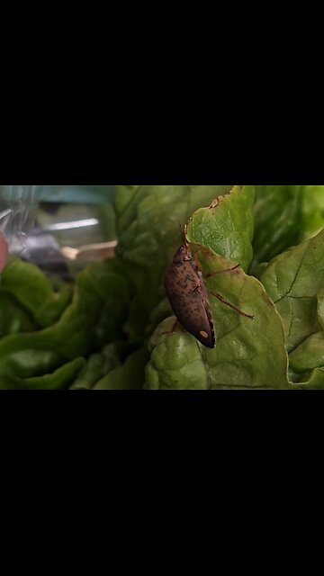 Solenosthedium bilunatum – Lunatek poziomkowiec w Lidlu [9:16]