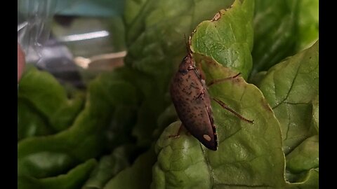 Solenosthedium bilunatum – Lunatek poziomkowiec w Lidlu [9:16]