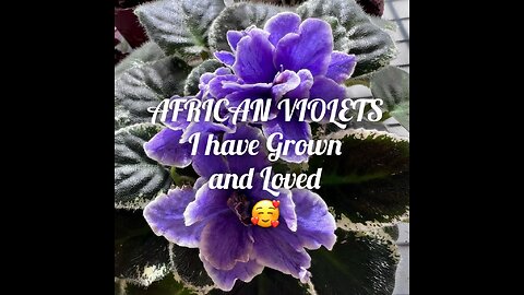 Over 60 named varieties of African Violets