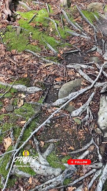 EVERY WALK ON ROOTS FOR AWHILE?