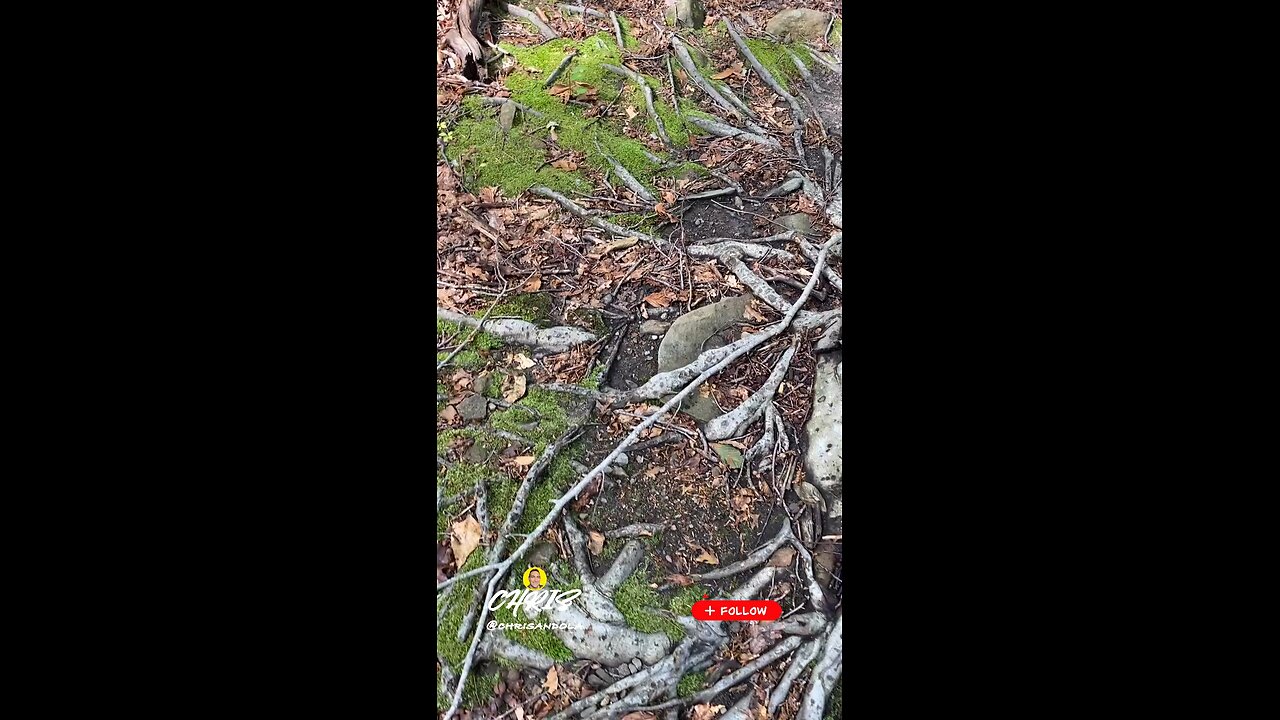 EVERY WALK ON ROOTS FOR AWHILE?