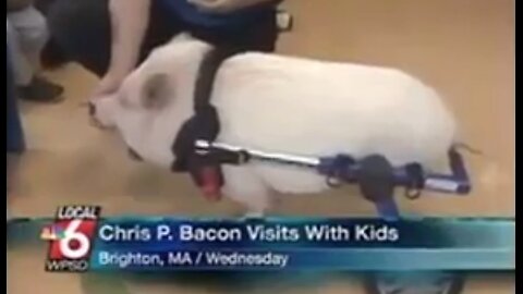 Chris P. Bacon two legged pig reporting