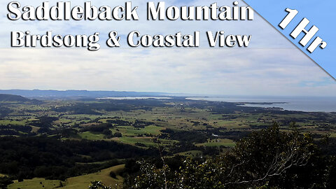1 Hour Birdsong at Saddleback Mountain Lookout | Kiama Views and Nature Ambience