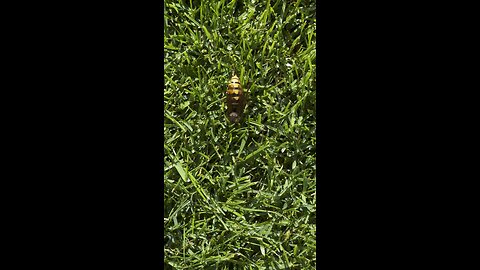 Hornet