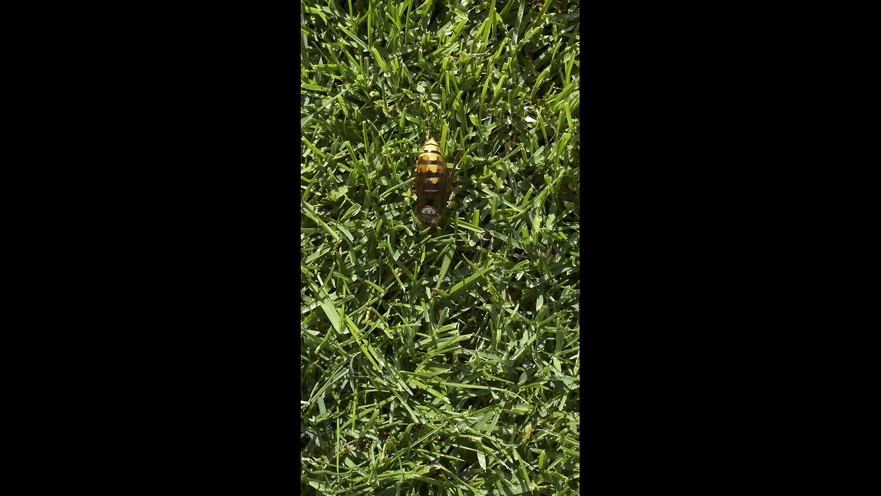 Hornet