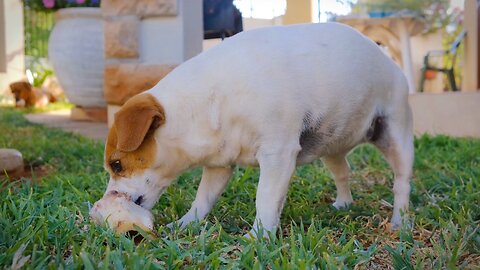 Puppy Takes On a Giant Bone for the First Time! 🐶🦴 His Reaction is Priceless!