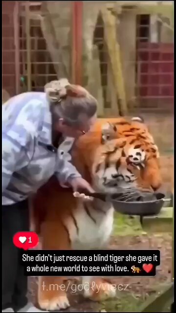 Love All Life Always #187 - Love On Display For This Blind Tiger And From This Blind Tiger. Awesome!