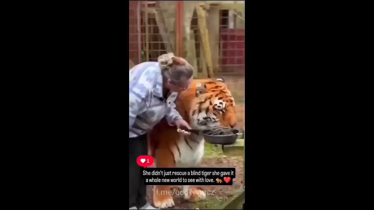 Love All Life Always #187 - Love On Display For This Blind Tiger And From This Blind Tiger. Awesome!