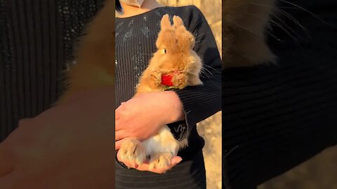 The little rabbit holds a strawberry and eats it. Cute pet debut plan. Rabbit. Pastoral cute pet