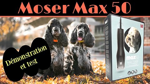 Démonstration et test de la tondeuse pour chiens chats Moser Max 50 Cocker Spaniel
