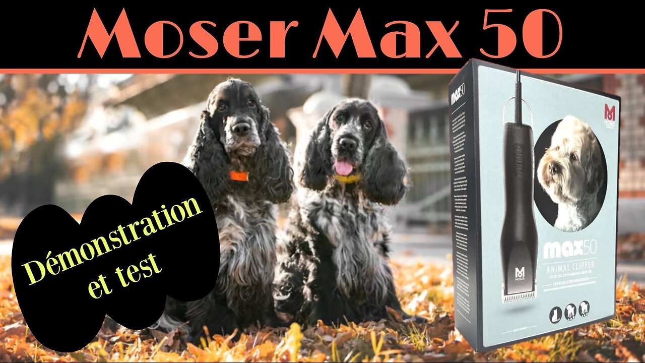 Démonstration et test de la tondeuse pour chiens chats Moser Max 50 Cocker Spaniel