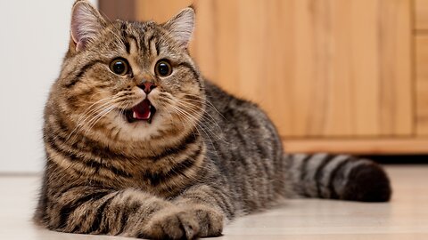 Cats Crazy – Funny and Cute!