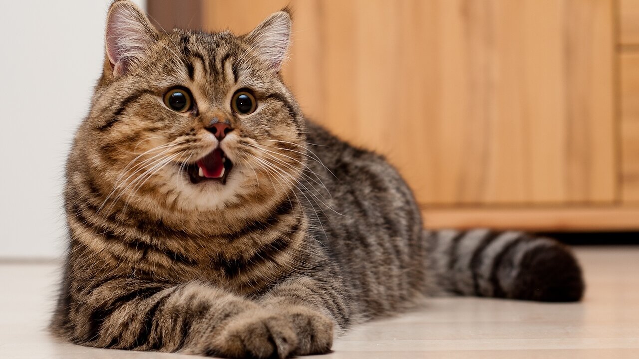 Cats Crazy – Funny and Cute!