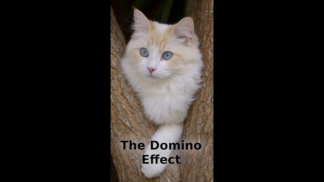 Joe 🛩️ 524 ~ The Domino Effect