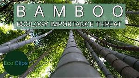 Bamboo_ Ecology, Importance & Threat _ EcolClips