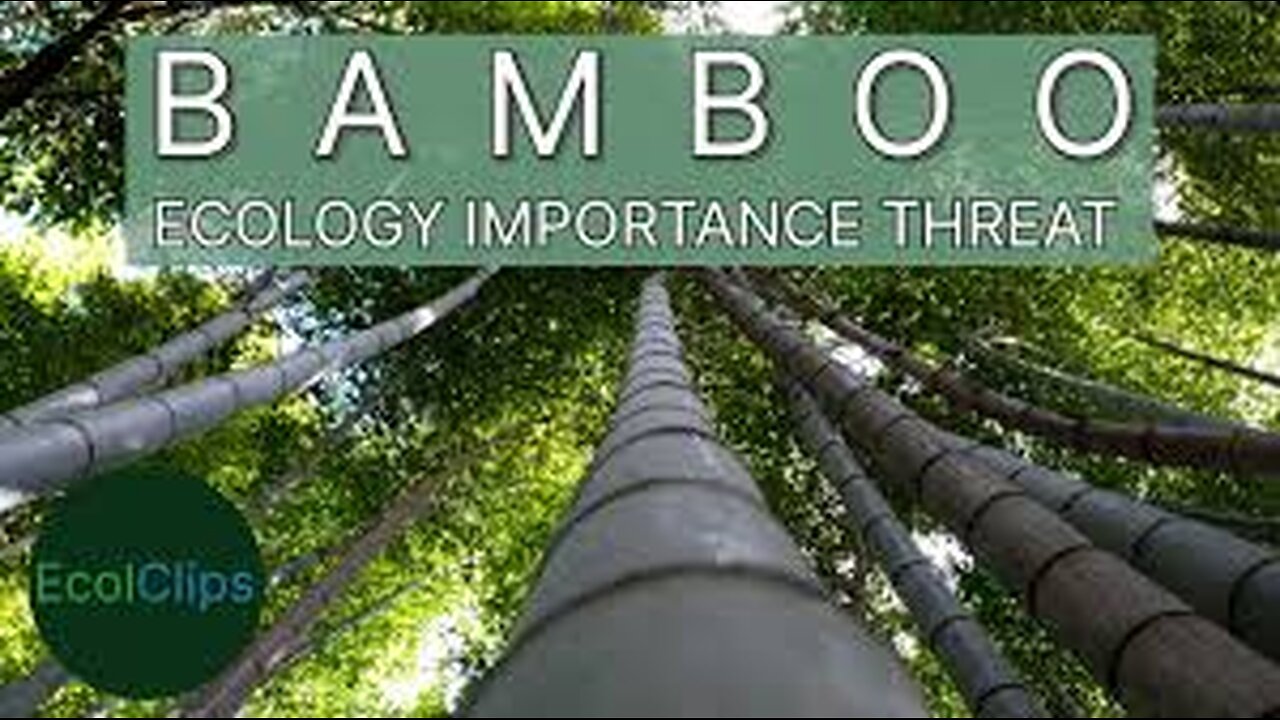 Bamboo_ Ecology, Importance & Threat _ EcolClips