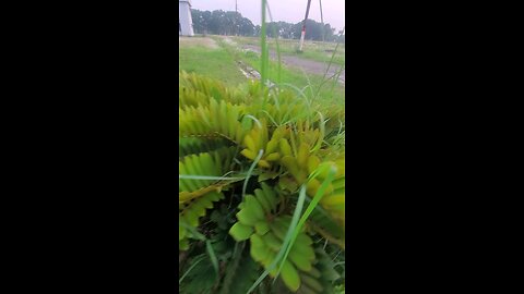 পাতাবাহার | ঘর সাজানোর রঙিন ও আকর্ষণীয় গাছ | Croton Plant Care Tips in Bangla