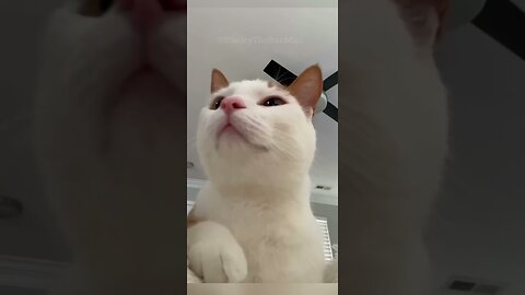 Funny Animals | The Cat is Dancing | Try Not To LAUGH!!!