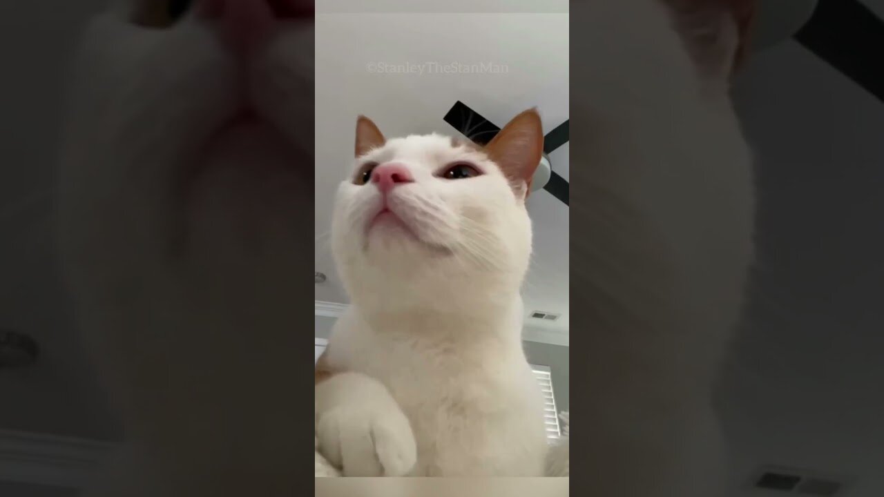 Funny Animals | The Cat is Dancing | Try Not To LAUGH!!!