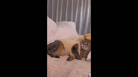 Watch these adorable cats doing the funniest things! From silly antics to heart-melting moments,