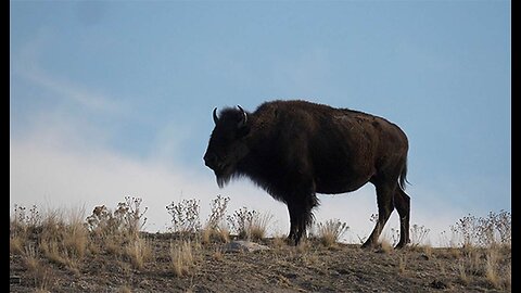 Tales of Yellowstone Another Tourist Gets Too Close to Bison, Pays the Price