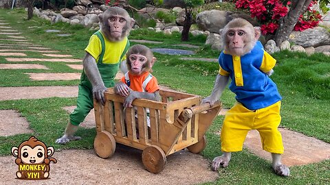 YiYi and YinYin obediently help grandpa take care of baby monkey Yumy