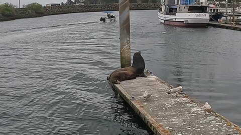 Sea lions cuddling on a dock